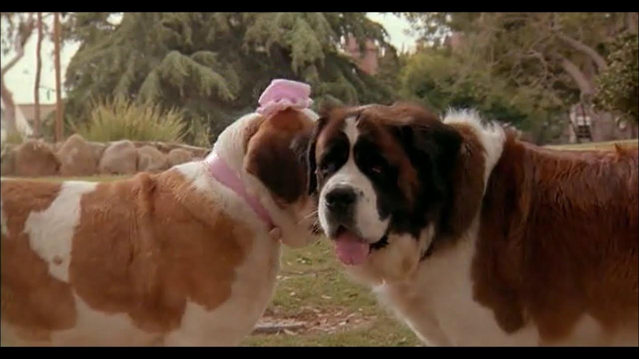 ბეთჰოვენი 2  / Beethoven's 2nd  (ქართულად)